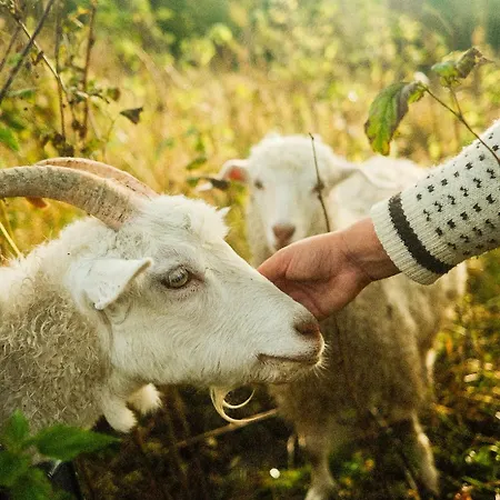 Unique With Farm Animals And Stunning Views Tiny House In Telemark Βίλα
