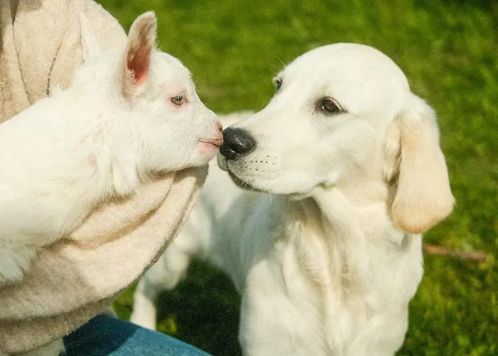 Villa Unique With Farm Animals And Stunning Views Tiny House In Telemark Notodden